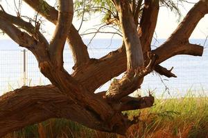 Thick trunk of a tall tree in a city par photo