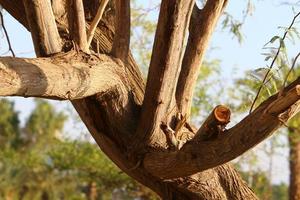 tronco grueso de un árbol alto en una ciudad par foto