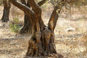 Thick trunk of a tall tree in a city par photo