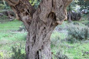 Thick trunk of a tall tree in a city par photo