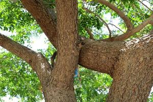 Thick trunk of a tall tree in a city par photo