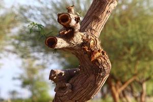 tronco grueso de un árbol alto en una ciudad par foto