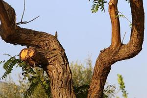 Thick trunk of a tall tree in a city par photo