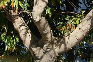 Thick trunk of a tall tree in a city par photo