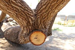 Thick trunk of a tall tree in a city par photo