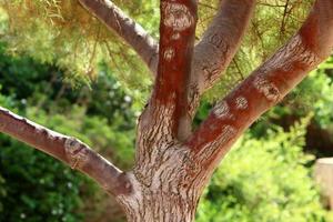 Thick trunk of a tall tree in a city par photo