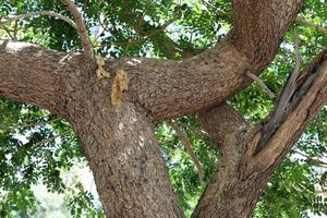 tronco grueso de un árbol alto en una ciudad par foto