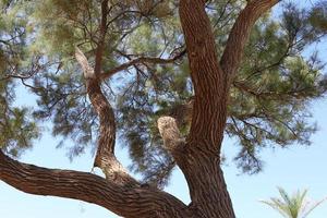 Thick trunk of a tall tree in a city par photo