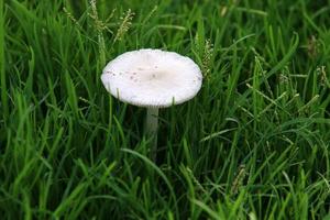 hongos en un bosque en el norte de israel. foto