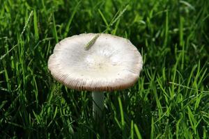 hongos en un bosque en el norte de israel. foto