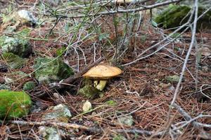 hongos en un bosque en el norte de israel. foto