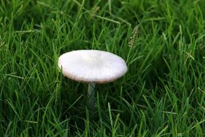 Mushrooms in a forest in northern Israel. photo