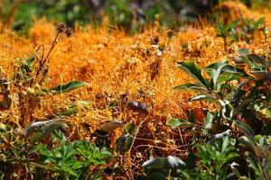 Field dodder on trees and bushes in the city park. photo