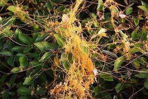 Field dodder on trees and bushes in the city park. photo