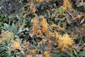 Field dodder on trees and bushes in the city park. photo