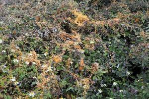Field dodder on trees and bushes in the city park. photo