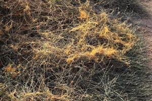 Field dodder on trees and bushes in the city park. photo