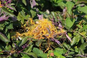 Field dodder on trees and bushes in the city park. photo