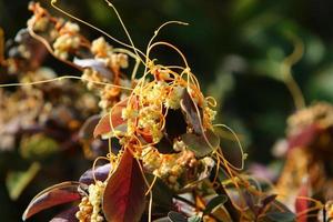 Field dodder on trees and bushes in the city park. photo