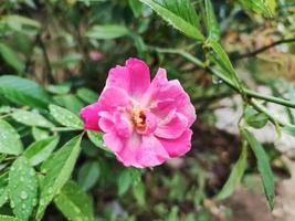 Pink color Rosa flower in the garden close up photo