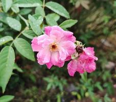 rosa flor en el jardin foto