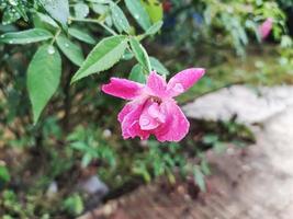 rosa flor color rosa en el jardín foto