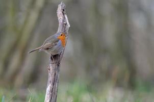 Adult European robin Erithacus rubecula posing on an upright stick with sweet dusk light photo