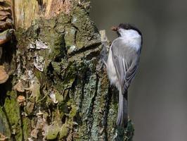 Willow tit poecile montanus posing with building material on tree bark near the nest at spring photo