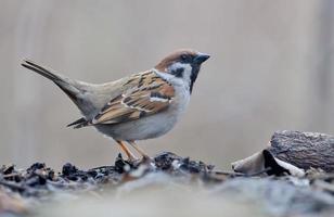 Eurasian tree sparrow passer montanus courtship and lekking display with lifted tail photo