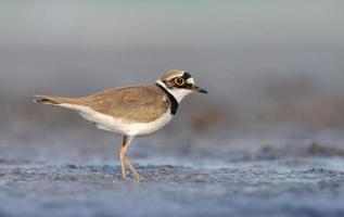 Little ringed plover Charadrius dubius stands amid wet muddy land with sweet evening light photo