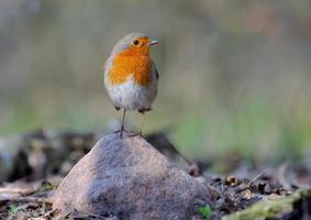 petirrojo europeo adulto erithacus rubecula posando encima de una pequeña roca con dulce luz del atardecer foto