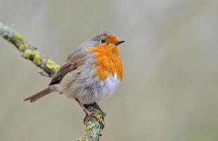 European robin Erithacus rubecula posing on a lichen branch with light and clean pale background photo