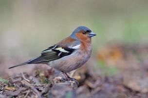 pinzón común macho fringilla coelebs posando cerca del suelo en madera clara de primavera foto