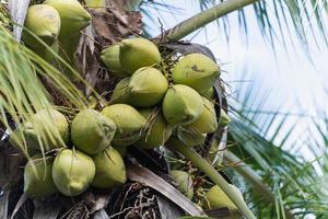 Fresh coconuts on the coconut tree on a clear blue sky day. Sweet coconuts. in the coconut garden Ready to harvest. fresh fruit concept. photo