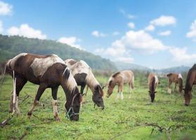 grupo de caballos comiendo hierba fresca en el césped luz del sol montaña cielo azul por la mañana. alimentación de caballos mamíferos de pie en la granja cerca del río y el cielo azul de la montaña del césped. animales naturaleza vida silvestre. foto