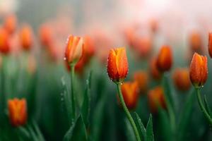 cierre los capullos de tulipanes con hojas verdes frescas en un fondo verde borroso con espacio de copia. los tulipanes holandeses florecen en una temporada de primavera de naranjales. banner de papel tapiz floral para floristería. concepto de flores. foto