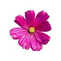 Pink cosmos bipinnatus flowers isolated on white background. Ornamental garden plant Cosmos bipinnatus close-up macro. Di-cut pink cosmos flowers on white screen. Nature flowers concept. photo