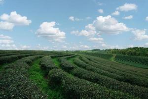 Green tea leaf plantation organic farm in morning, blue sky. Fresh green tea leaves. Green tea plantations in morning sunrise. Freshness organic tea garden for wallpaper background. photo