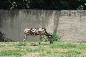 Africa zebra black and white in the cage at the zoo. Close up head zebra in zoo. Animals nature wildlife concept. photo