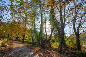 the last beauties of autumn before winter begins photo