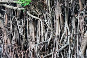 Banyan hanging root is a type of root that grows from the branches of the banyan tree that extends down to touch the ground. photo