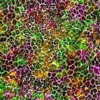 Abstract leopard design background,Colorful animal skin texture,Textile leopard design fabric photo