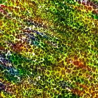 Abstract leopard design background,Colorful animal skin texture,Textile leopard design fabric photo