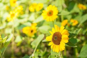 Sunflower field with bee in garden photo