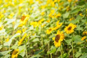 Sunflower field with bee in garden photo