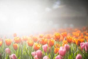 hermoso campo de tulipanes foto