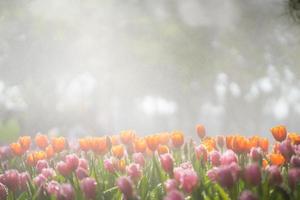 hermoso campo de tulipanes foto