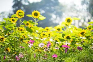 Flower field in garden with sunlight photo