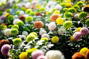 Colorful flower field photo