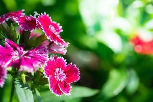 Close up macro beautiful pink flower photo